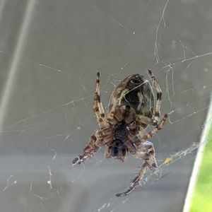 Meet your Posher, Adam